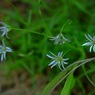 山に咲く花　駒ヶ岳