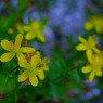 山に咲く花　駒ヶ岳