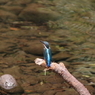 カワセミ③