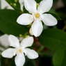 夏に咲く雪の花