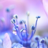 しずく