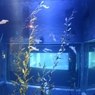 海遊館