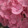 集