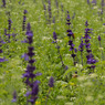 photo_2662759