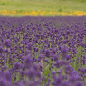 photo_2662767