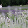 photo_2662782