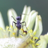 Ant on the flower 