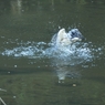 水浴び三昧Ⅱ