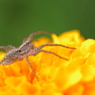 Spider on the flower 