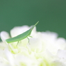 Grasshopper on the flower 