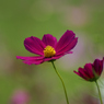 DSC07280 コスモス