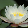 DSC07317 睡蓮