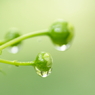 Aqueous Jewel 3