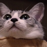 あごのせ