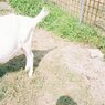 おしり