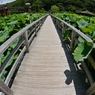  和歌山県植物公園緑花センター