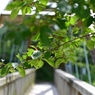  和歌山県植物公園緑花センター