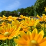  和歌山県植物公園緑花センター