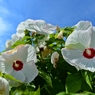  和歌山県植物公園緑花センター