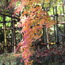 紅葉_6