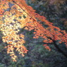 紅葉_10