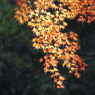 紅葉_11