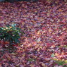 紅葉_15