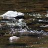 Diver