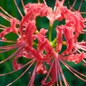 曼珠沙華
