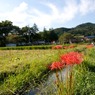 曼珠沙華