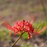 曼珠沙華