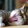 ふぁわわ