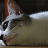 畳が好き