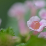 桃のゼリー♪いかが(*^_^*)らん子で～す(^^♪