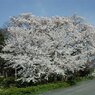 高島市 浄立寺#1