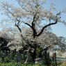 高島市 清水桜