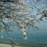 高島市 琵琶湖畔