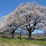 高島市　夫婦桜