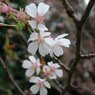 山桜 高島市