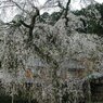大津市北小松 徳勝寺