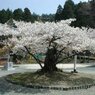 福井県若狭町　楊貴妃桜＃1