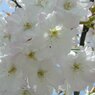 福井県若狭町　楊貴妃桜＃2
