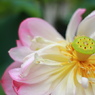 蓮の開花