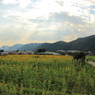 夏の田舎