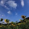 夏の風