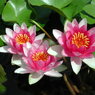waterlily02