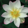 waterlily03
