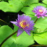 waterlily05