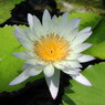 waterlily06