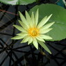 waterlily09